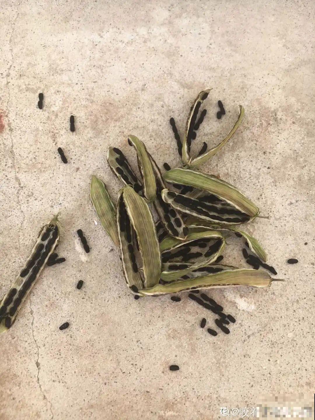 15种花，开完花就结种子，千万别丢掉