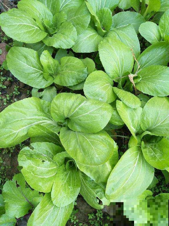 在家阳台上,找个泡沫箱种菜,俩月吃上嫩蔬菜 在家阳台上,找个泡沫箱种菜,俩月吃上嫩蔬菜