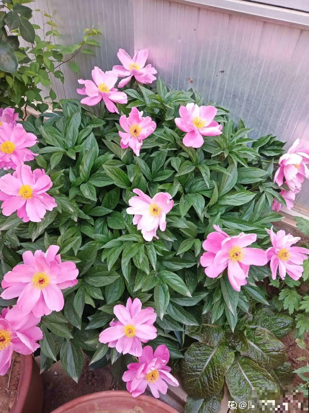 适合懒人养的花，勤快一点就养不好，懒养呼呼长