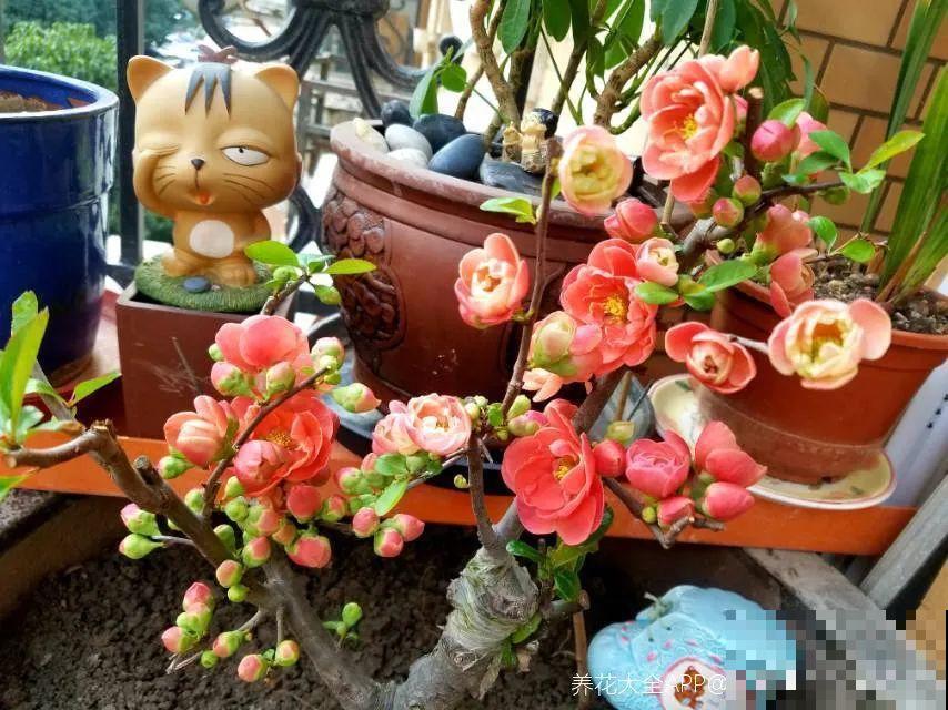 50种冬天开花植物,天冷了,照样冒花苞! 50种冬天开花植物,天冷了,照样冒花苞!