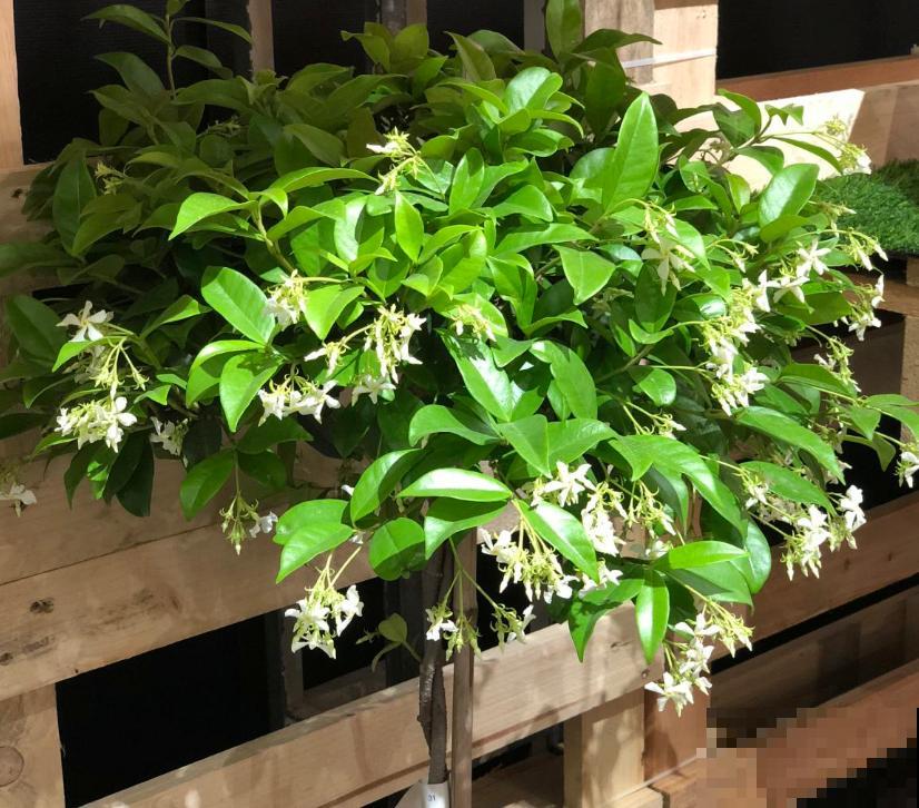 花茶不要乱配，不分清种类，一不小心就中毒啦！