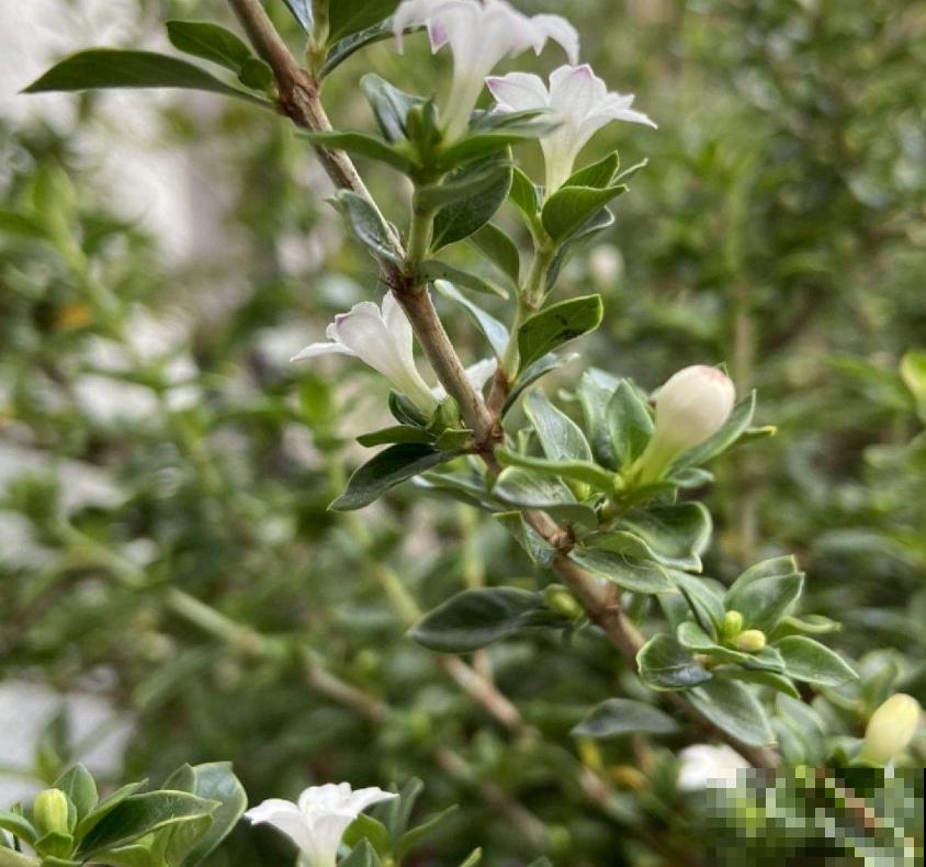 这花洁白如雪，好看，养成盆景倍儿有面子！