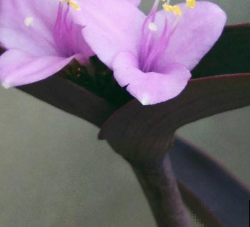 紫竹梅紫得高贵，忽略一件事，叶子变成“丑陋绿”，太难看！