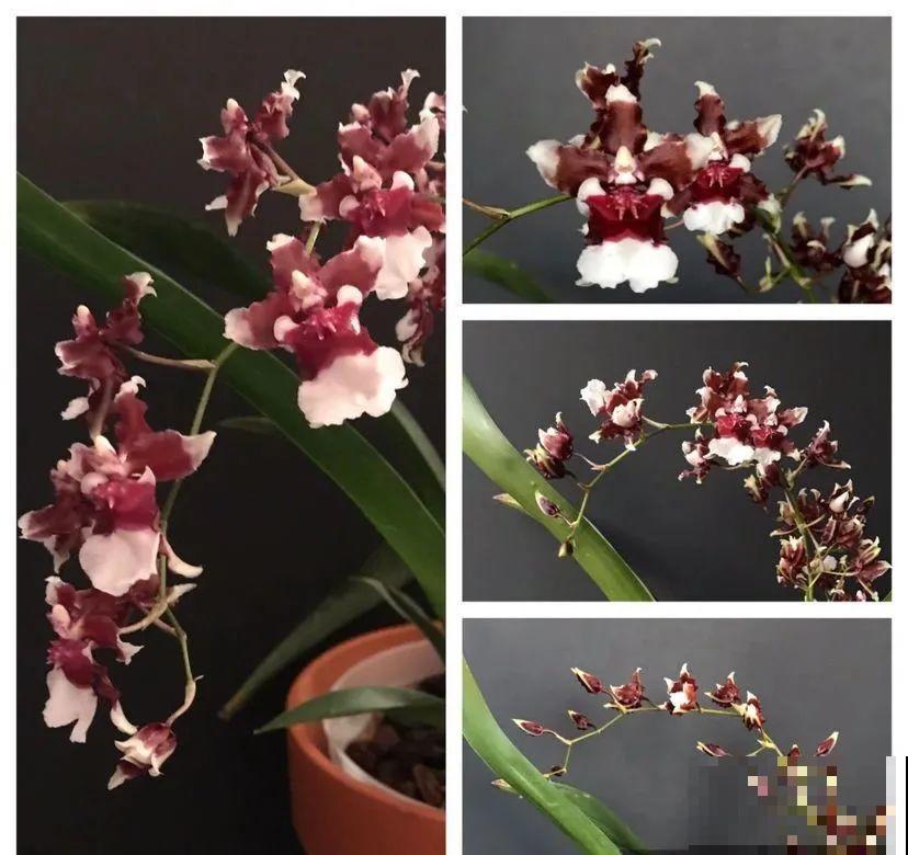 10月养花掐一掐,掐完就来花,盆都塞不下! 10月养花掐一掐,掐完就来花,盆都塞不下!