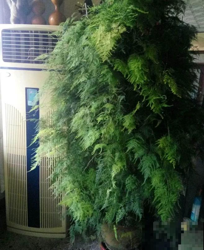 养文竹易出错的4个问题，答案在这里，看看有没有你要的！