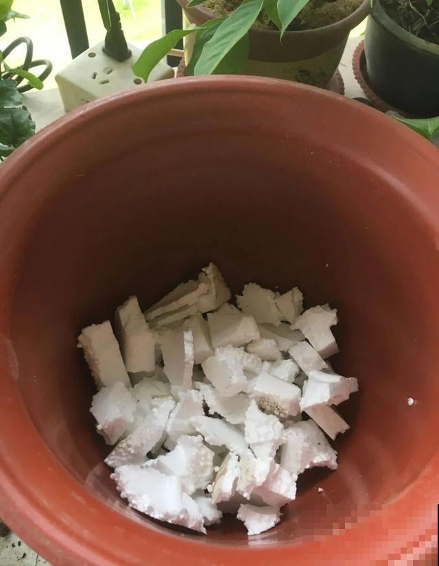 买的花总不活，秘密全在花盆里，搬起来看看才知道