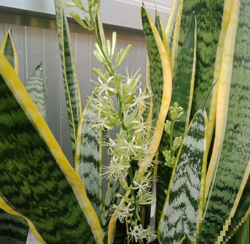 虎尾兰冬天很脆弱，肥水都少用，用多了就犯病！