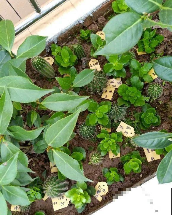 长寿还是地栽长得肥，皮实好养，满头都是花苞