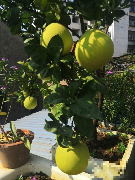 冬天吃柚子,记住这4点,挑得个个好吃 冬天吃柚子,记住这4点,挑得个个好吃