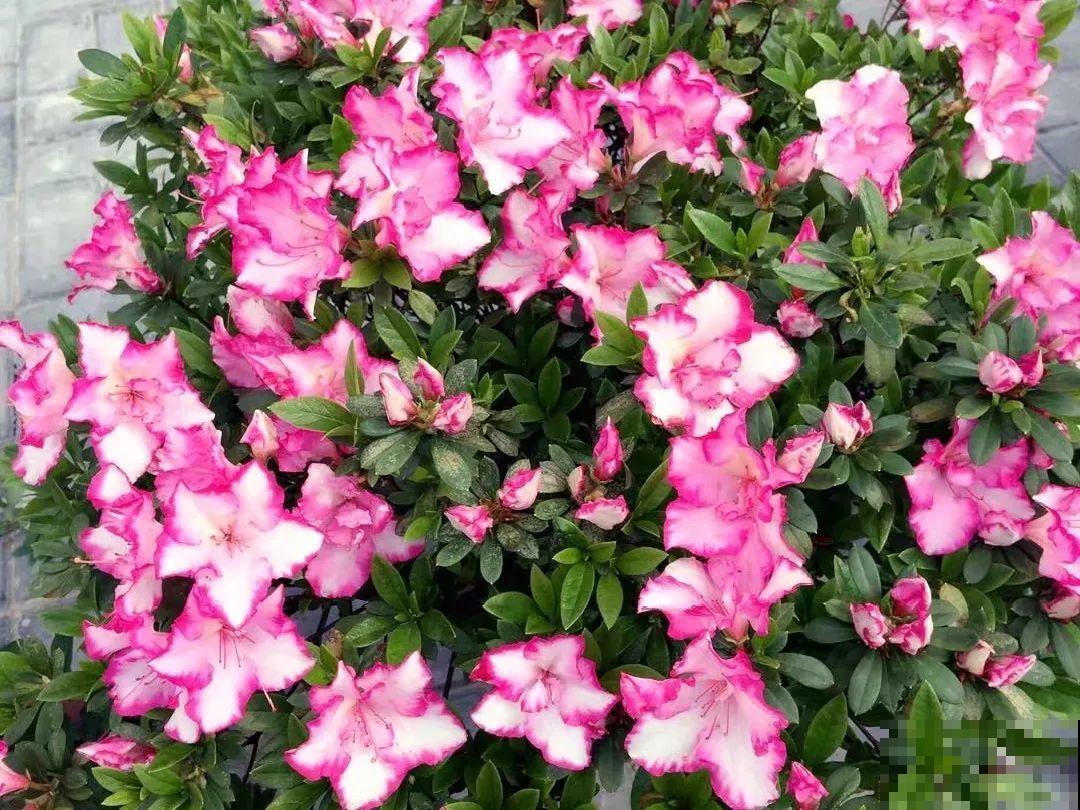 你在哪个城市，最适合养的花就是它！