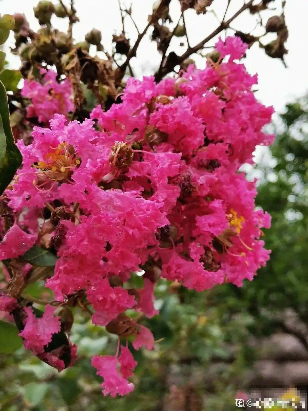 十一赏花图谱，看了啥花都认识，不用问别人！