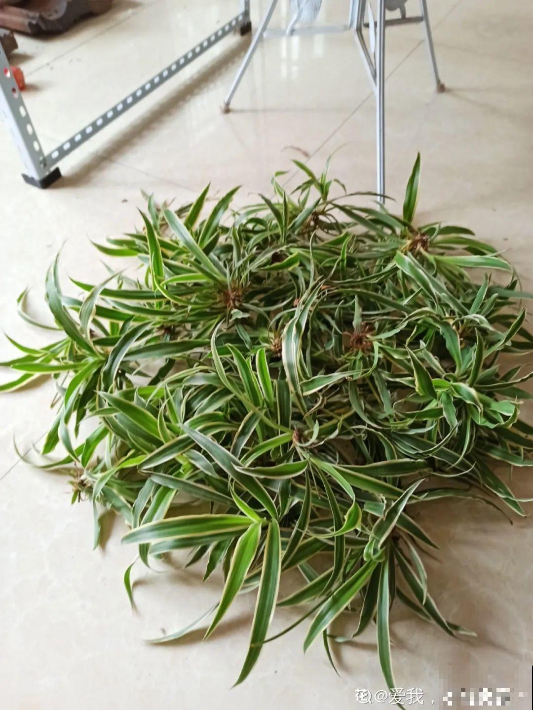 冬天扦插，只用一张塑料薄膜，就能长出小嫩芽