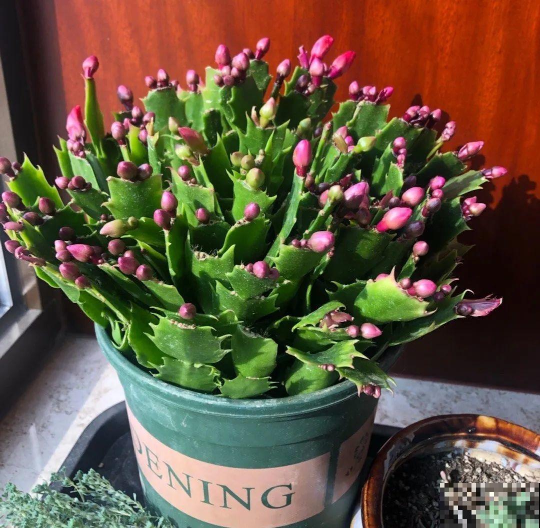 现在养蟹爪兰，1片叶子冒8朵花，下个月全开了！