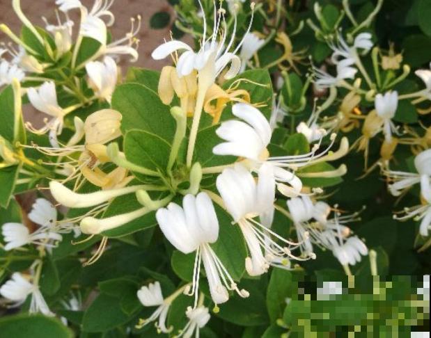 花是一种文化,每个传统节日,都有一种花 花是一种文化,每个传统节日,都有一种花