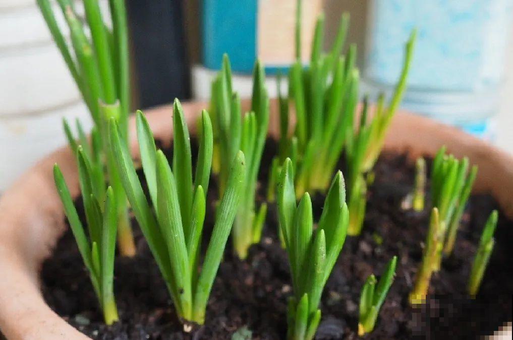 小盆养花好，大盆养花死，真准！