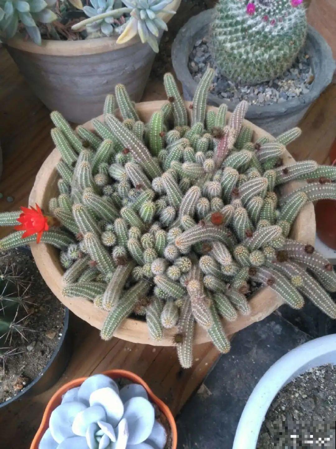 花盆里挖出一堆“蚕”，原来还能吃，味道清脆爽口