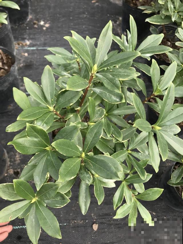 冬天养盆香水花，满屋子飘香，异味都赶跑了！