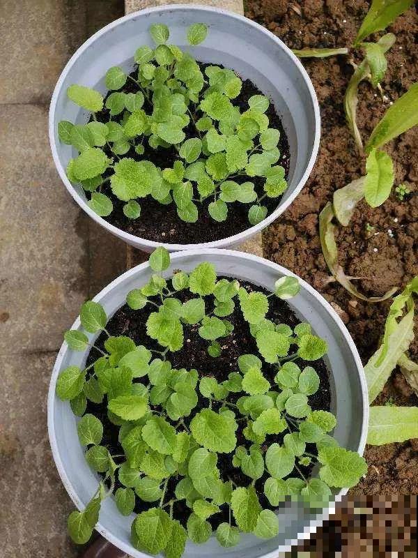 20种花特耐寒，放外面冻一冻，开花更多