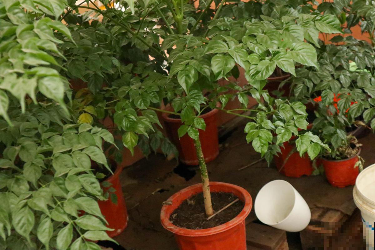 绿植过冬有讲究,太暖和,绿植也能得“暖气病”! 绿植过冬有讲究,太暖和,绿植也能得“暖气病”!