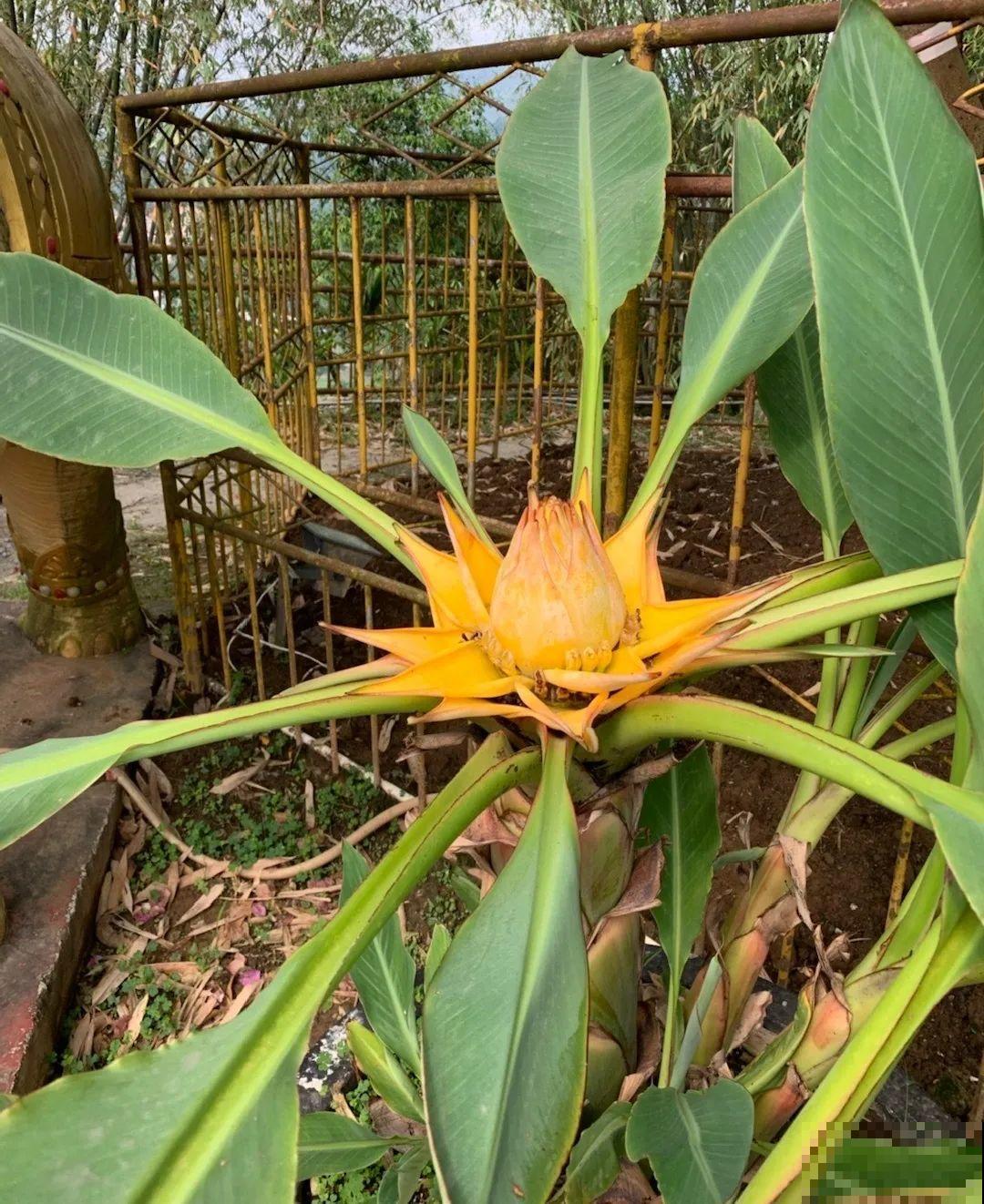 这种花很稀罕,以前喂猪没人要,现在抢破头! 这种花很稀罕,以前喂猪没人要,现在抢破头!