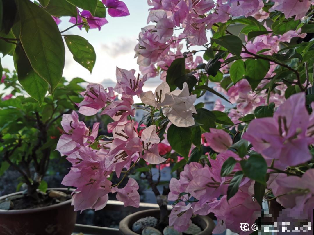 3种开花机器，喷点药水，杆子上全是花！