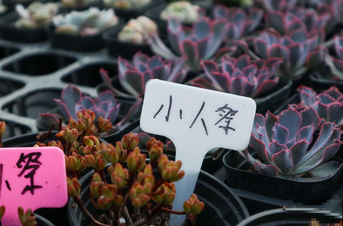 多肉小人祭，名字有点怪，样子很可爱，谁养谁知道！
