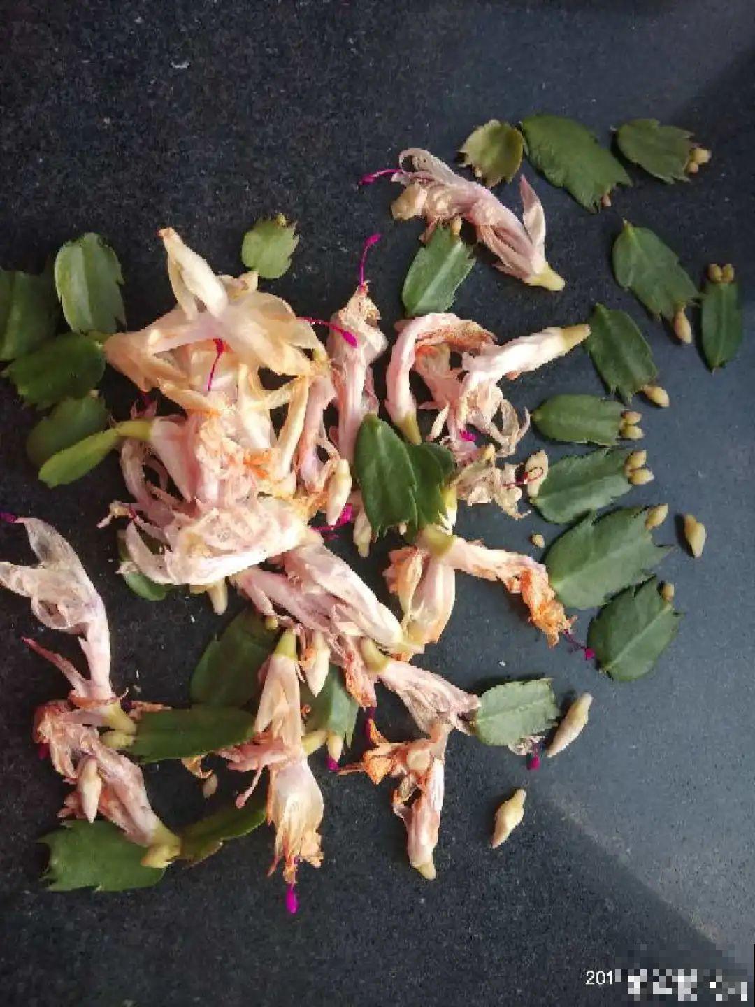 蟹爪兰冒了100个花苞，被她剪了70个，心疼！