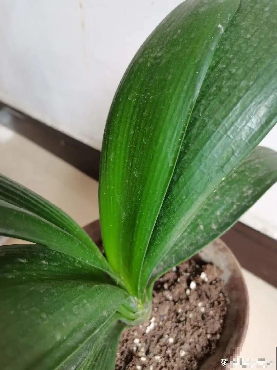 6种花爱吃醋,隔段时间喂口醋,叶子绿油油 6种花爱吃醋,隔段时间喂口醋,叶子绿油油