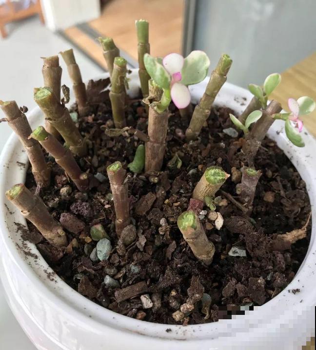 买到药锦怎么办？狠心切一切，还是一棵好花树！