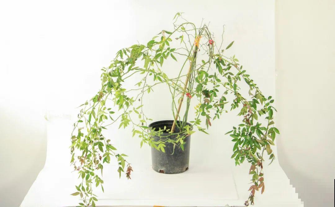 家里有院子,养一株红木香特合适,半年爬满藤,开成大花墙 家里有院子,养一株红木香特合适,半年爬满藤,开成大花墙