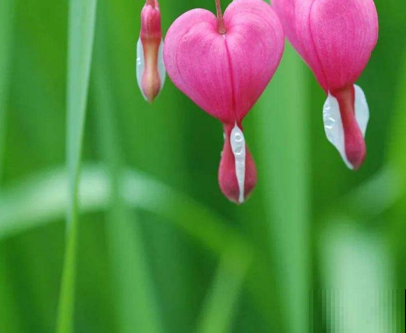 超别致的花卉，枝条上挂满荷包，故事凄美！