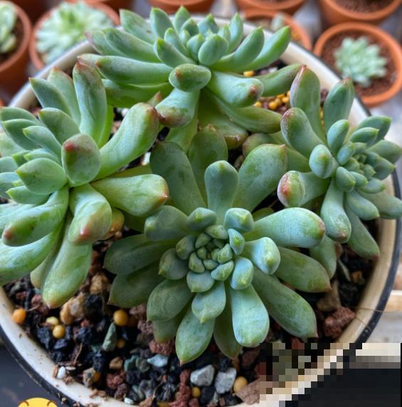 3种花不能总浇水，浇水越多越坏事，快停下来！