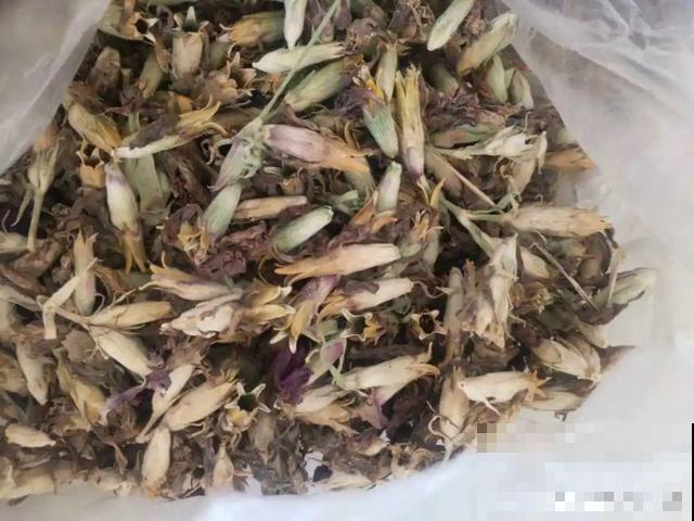 秋分后，绿化带捡种子，回家撒土里就活！