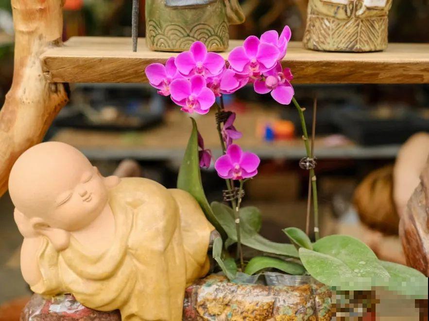 蓝色蝴蝶兰头一回见,一买就上当,养不活真生气! 蓝色蝴蝶兰头一回见,一买就上当,养不活真生气!