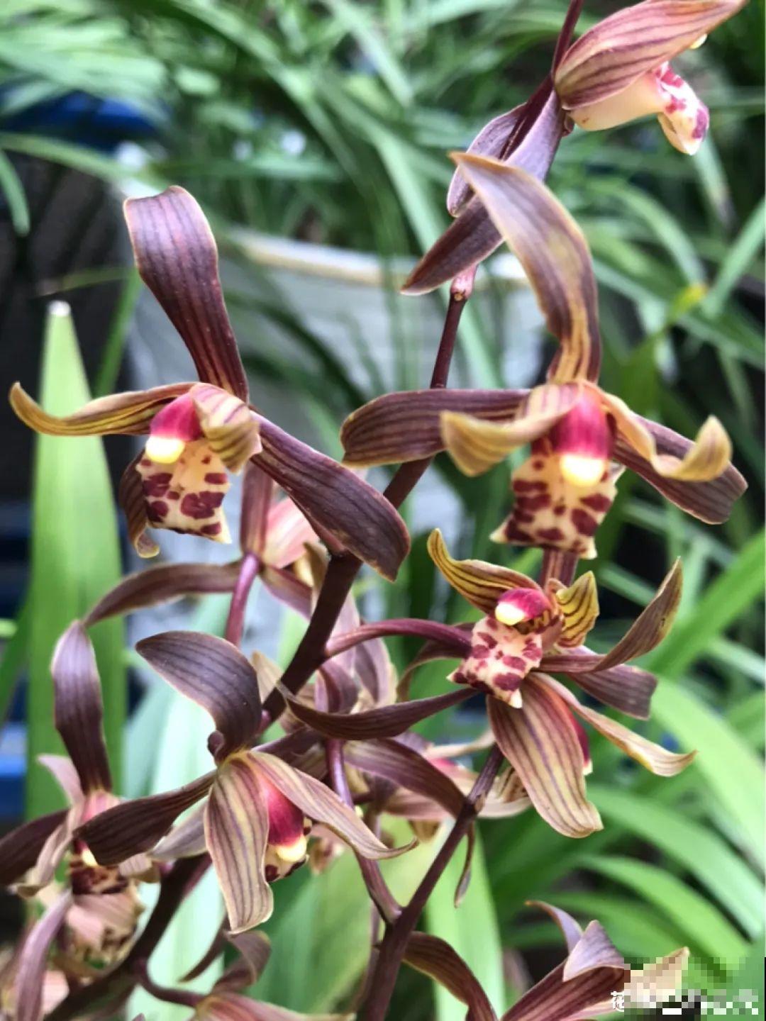 天冷开花的兰花,一共有6种,有香味、特好看! 天冷开花的兰花,一共有6种,有香味、特好看!