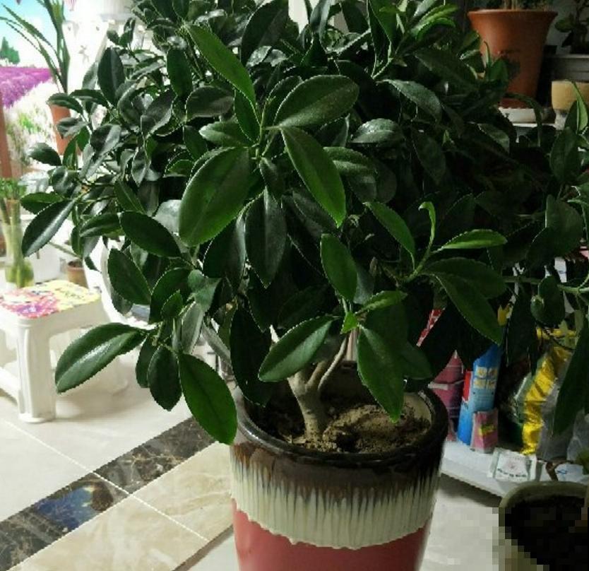 3种植物放在儿童房，净化空气，开发智力，优点特别多！