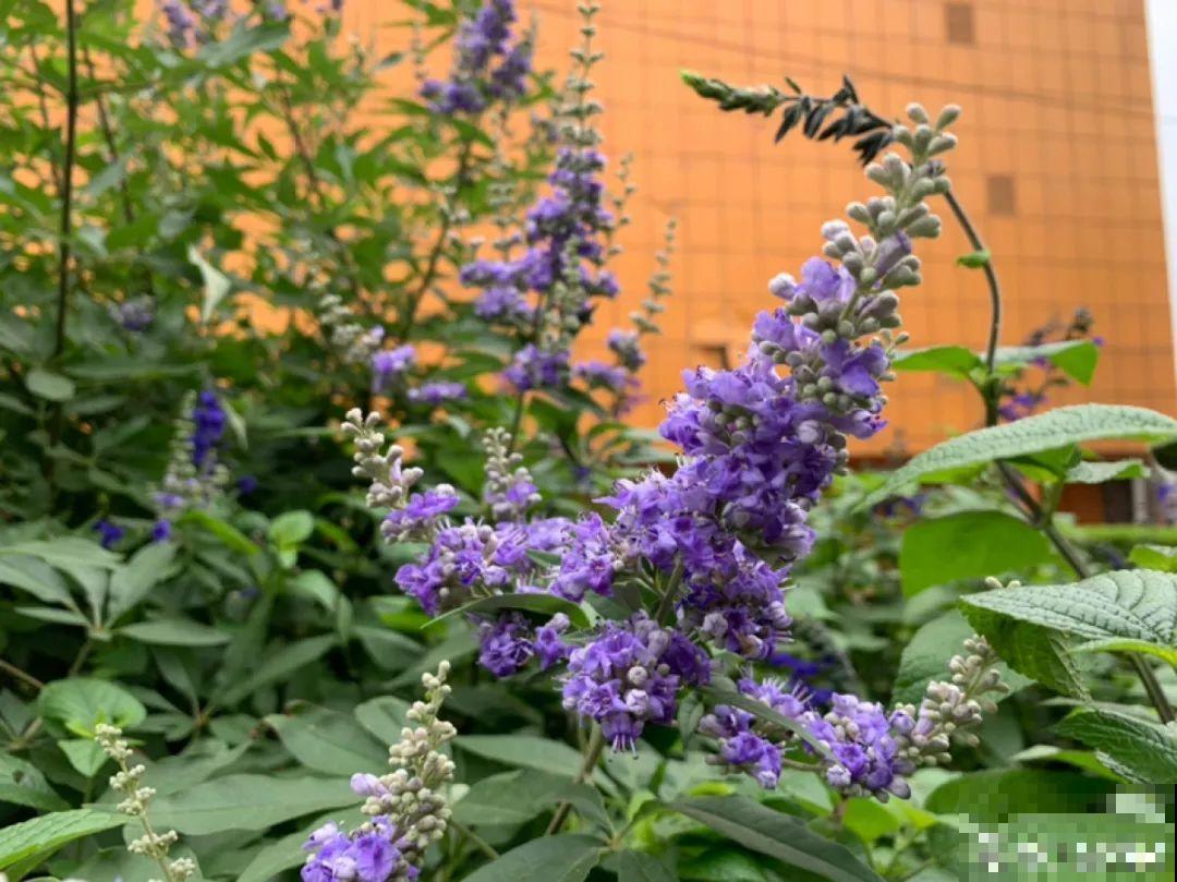 农村当柴火的花，花市卖得可贵，你认识几种？