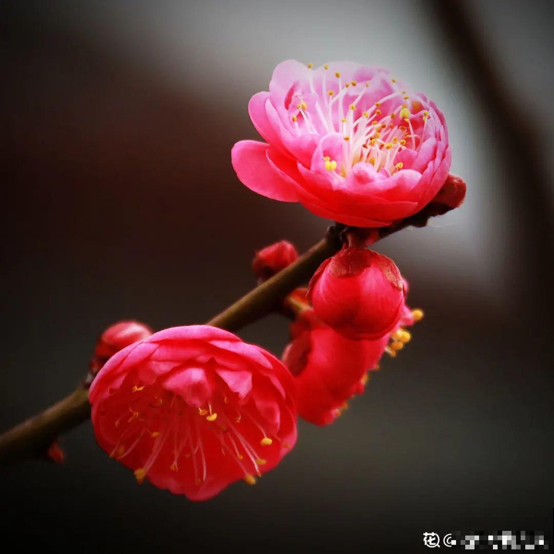 50种冬天开花植物,天冷了,照样冒花苞! 50种冬天开花植物,天冷了,照样冒花苞!