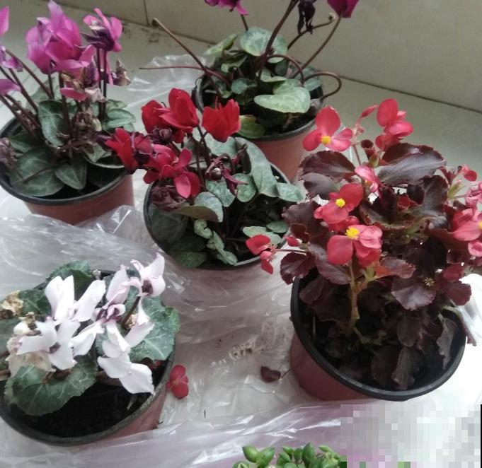 给花浇水特简单，用这3种方法，怎么浇都不积水！