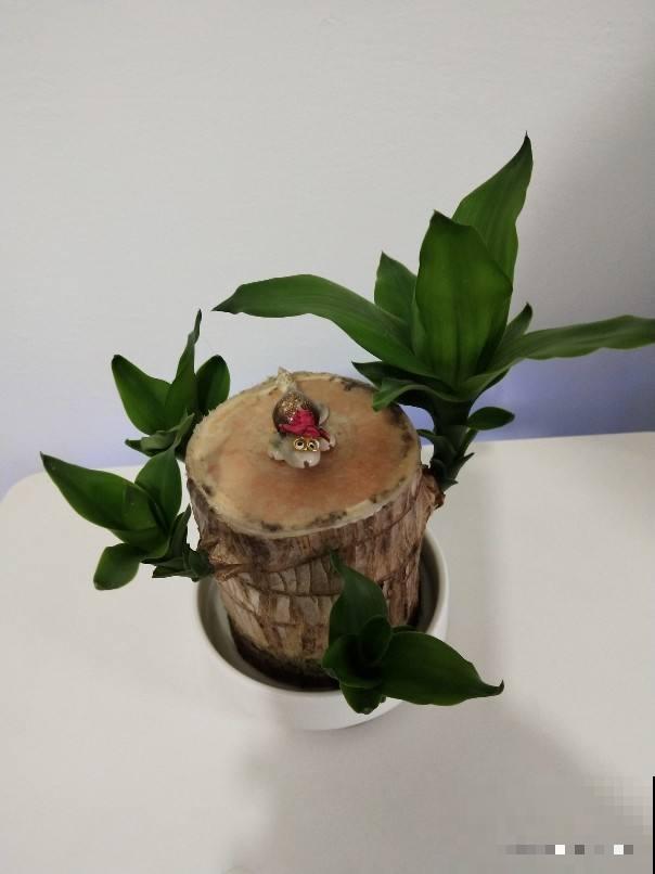 家里养盆巴西木，加点水就能冒芽，绿油油超有生机感