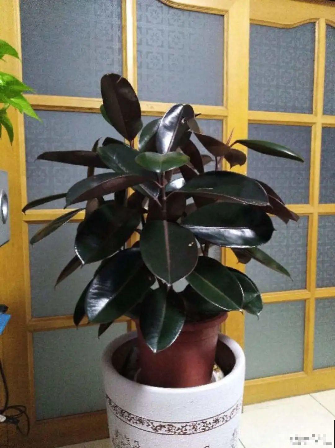 家里养盆它,变成绿色小森林,净化空气变氧吧! 家里养盆它,变成绿色小森林,净化空气变氧吧!