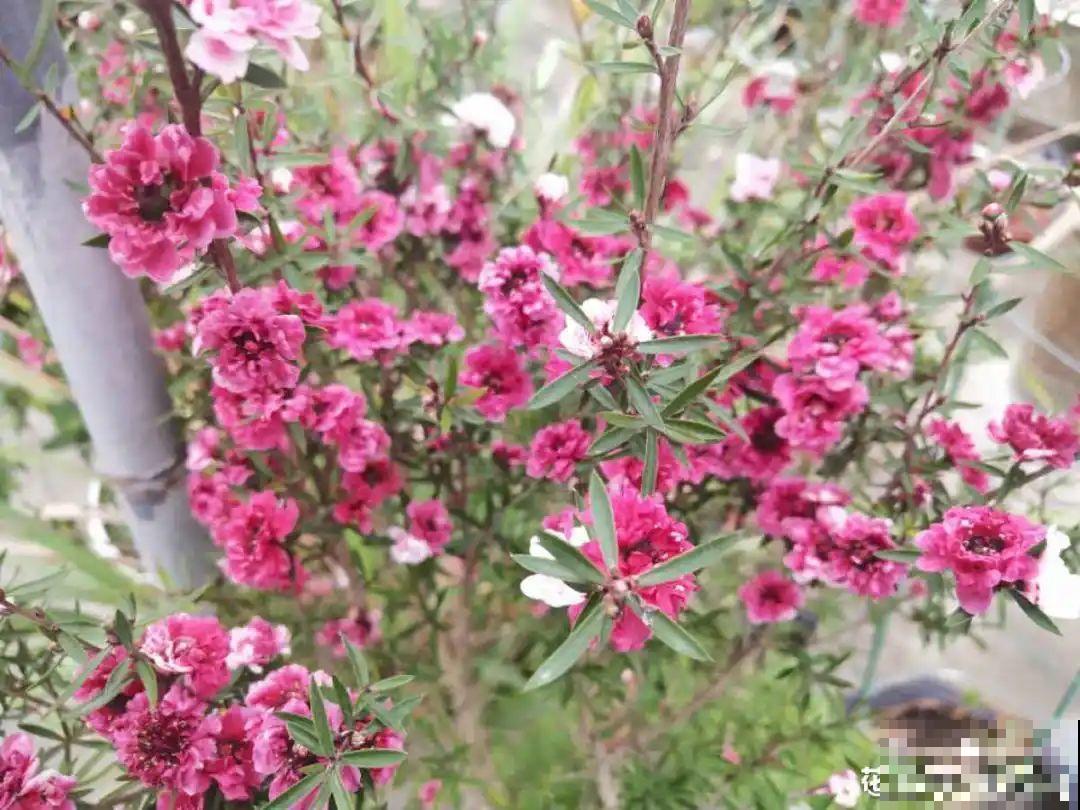 50种冬天开花植物,天冷了,照样冒花苞! 50种冬天开花植物,天冷了,照样冒花苞!