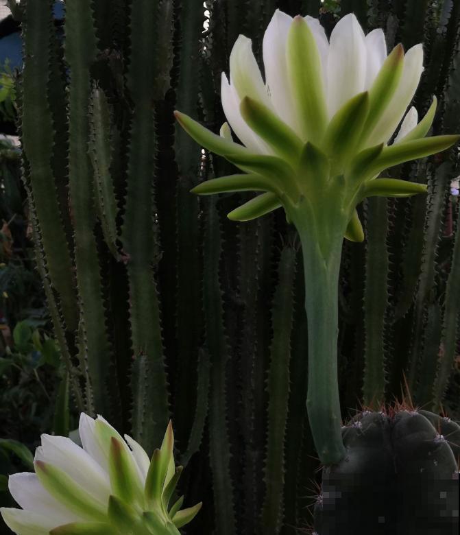 家里的花招了蚧壳虫，橄榄油加洗洁精，给花喷点效果好！