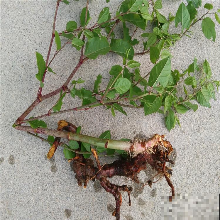 论能吃、会吃的好处，吃没了生物入侵，这操作太牛！