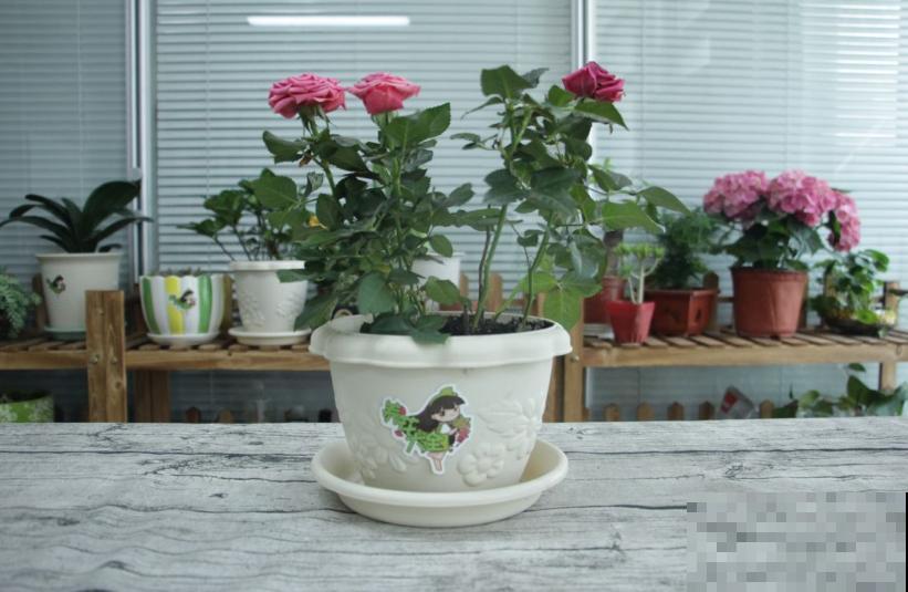 卧室植物别乱选，放几盆吊兰，净化空气超厉害！