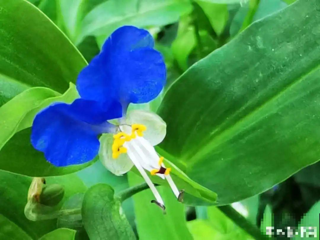 50种小时候常见的野草，现在几乎见不到了