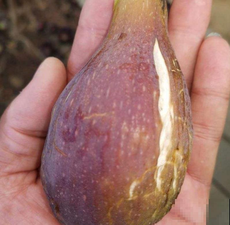 想吃无花果别着急,学会嫁接,一根枝条变一树果子! 想吃无花果别着急,学会嫁接,一根枝条变一树果子!