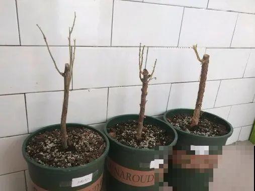 离家半个月，回来花全死了，别扔，还有救！