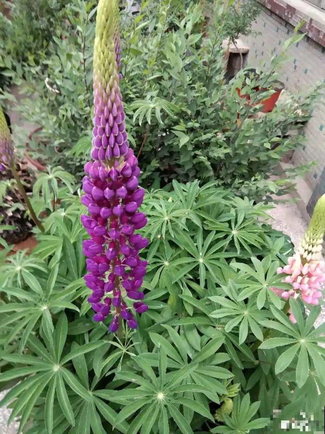 飞燕草竖着长，开花冲房顶，一串串真美！