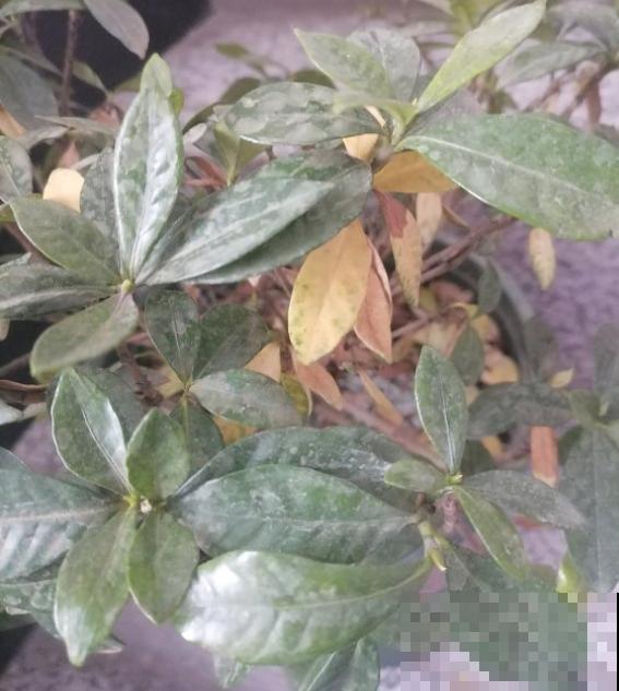 叶子发黄不用愁，这么做就能改善，越长越漂亮！